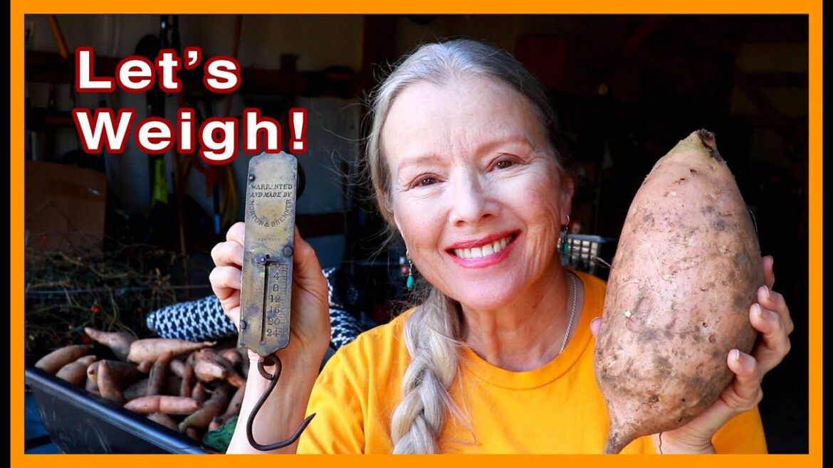 See how many pounds of sweet potatoes I grew | Vintage Weight Scale!