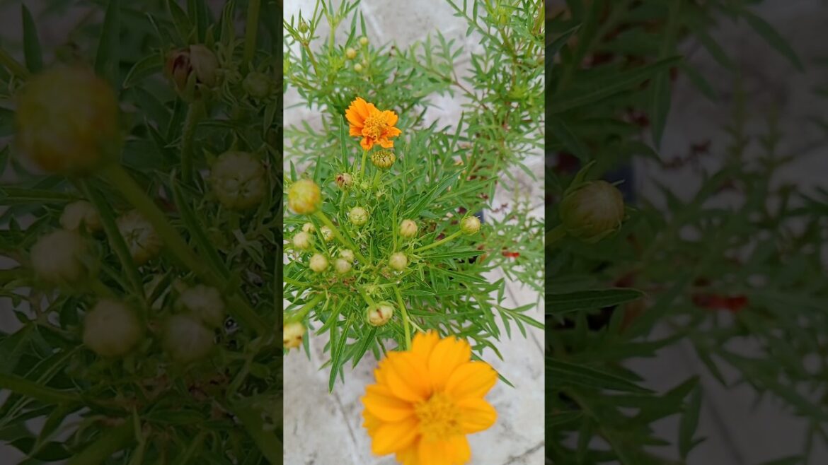 🌼 The Surprising Beauty of Cosmos Flowes#garden #youtubeshorts #viralshort #flowers