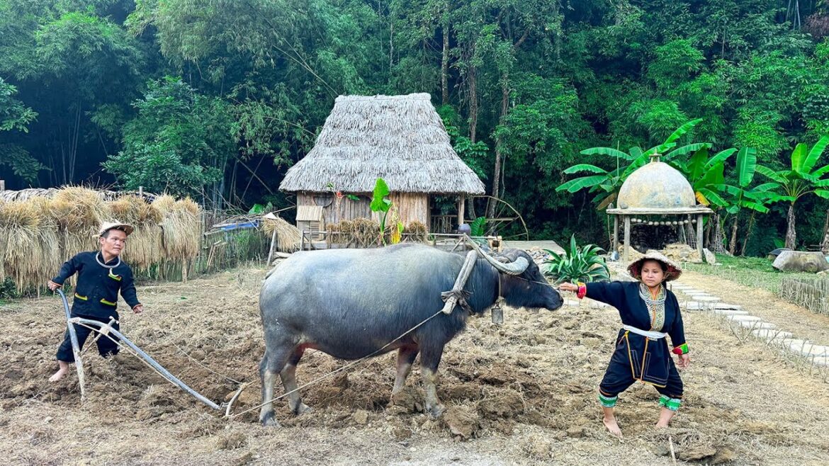 Dwarf family renovate their garden to grow vegetables & discover mystery treasure buried underground