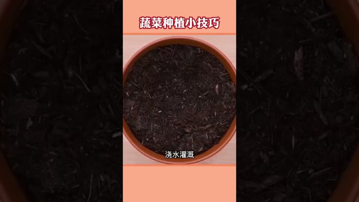 #LifeHacks #Learn these few tips for vegetable plantingTips for growing vegetables. #shorts #LifeHacks #Learn these few tips for vegetable plantingTips for growing vegetables. #shorts