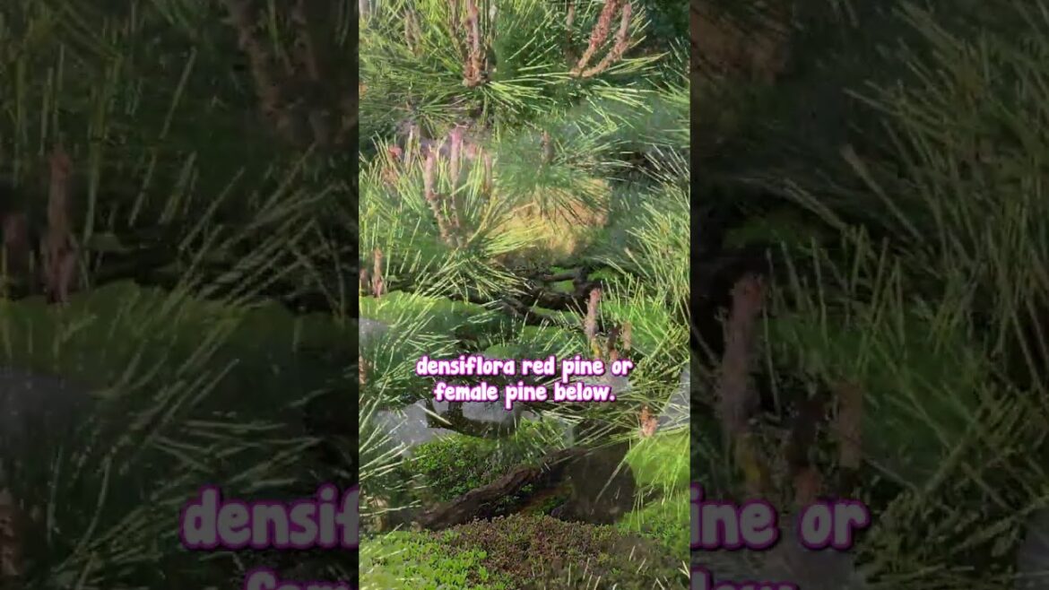 Be Sure to Include Black and Red Pine in Your Japanese Style Garden! Be Sure to Include Black and Red Pine in Your Japanese Style Garden!