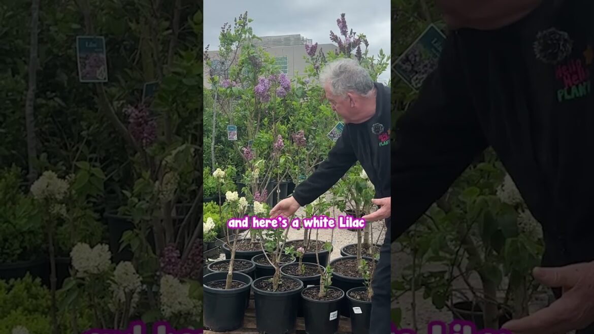 Lilacs are the Perfect Classical Look for a Hamptons Style Garden. Lilacs are the Perfect Classical Look for a Hamptons Style Garden.