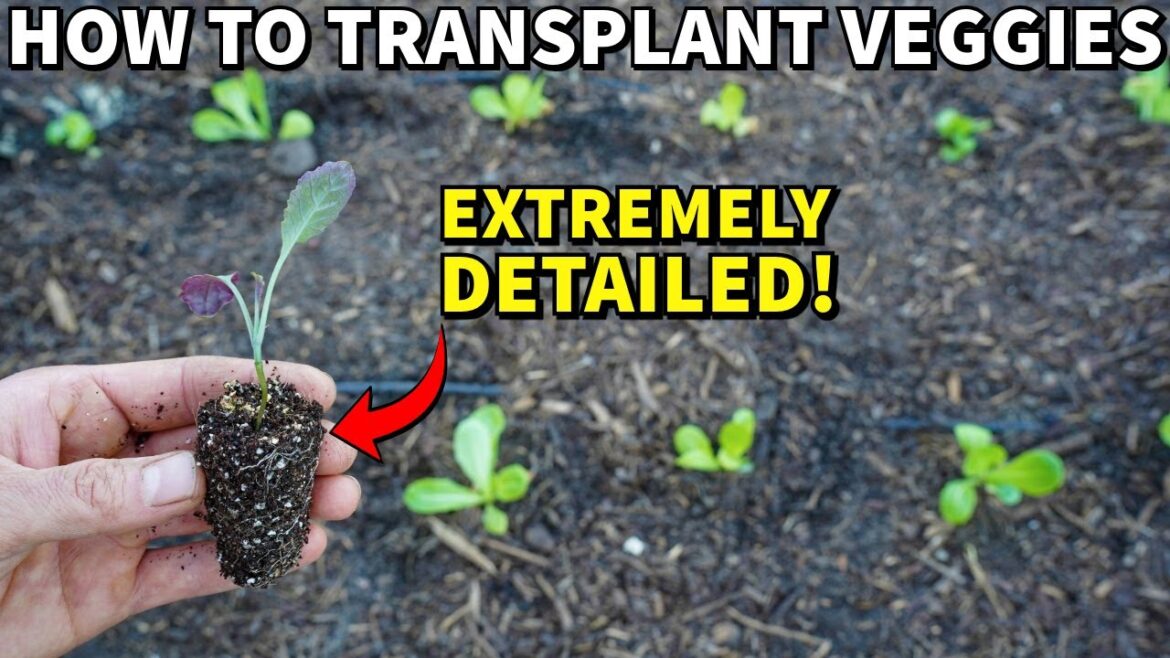 Complete Guide To TRANSPLANTING SEEDLINGS For Beginners: VERY DETAILED! Complete Guide To TRANSPLANTING SEEDLINGS For Beginners: VERY DETAILED!