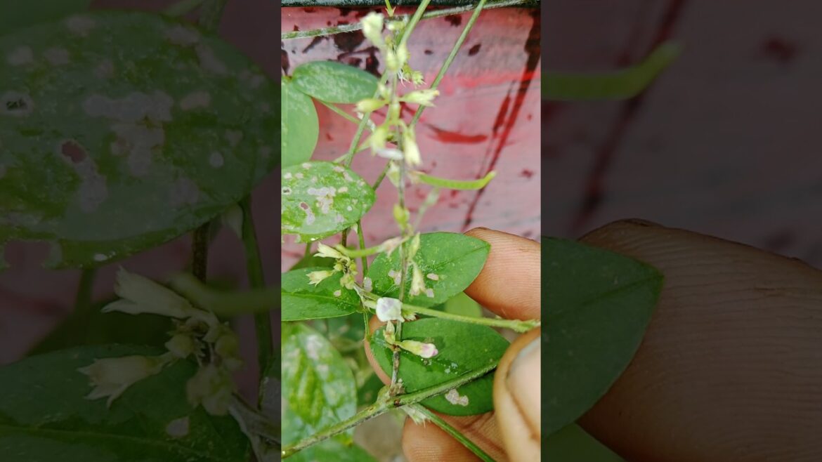 अपराजिता का एक unique plant garden 🏡 निकला है।#shorts #garden #viral_video अपराजिता का एक unique plant garden 🏡 निकला है।#shorts #garden #viral_video