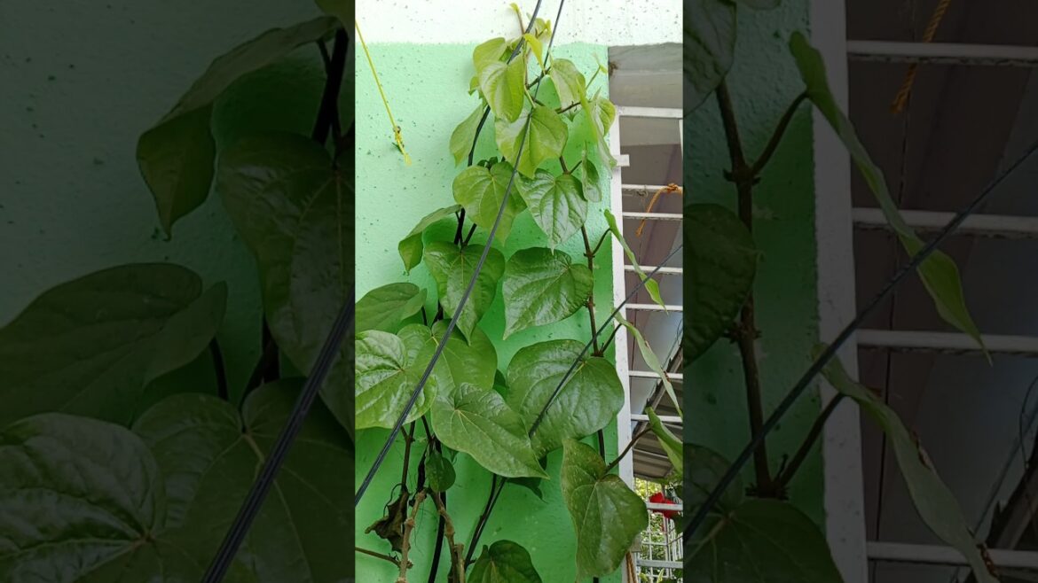 पान की बेल लगाने का सही समय और देखभाल#Betal Leaf #shorts#gardening#viralshort पान की बेल लगाने का सही समय और देखभाल#Betal Leaf #shorts#gardening#viralshort