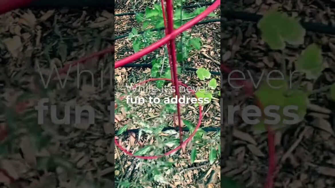 Natural and Organic way to control Pest in #garden #gardening #gardeningsecrets Natural and Organic way to control Pest in #garden #gardening #gardeningsecrets