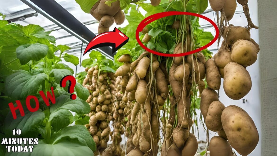 How America’s Soilless Farms Are Solving Food Shortages: Forage, Potatoes, Lettuce How America’s Soilless Farms Are Solving Food Shortages: Forage, Potatoes, Lettuce