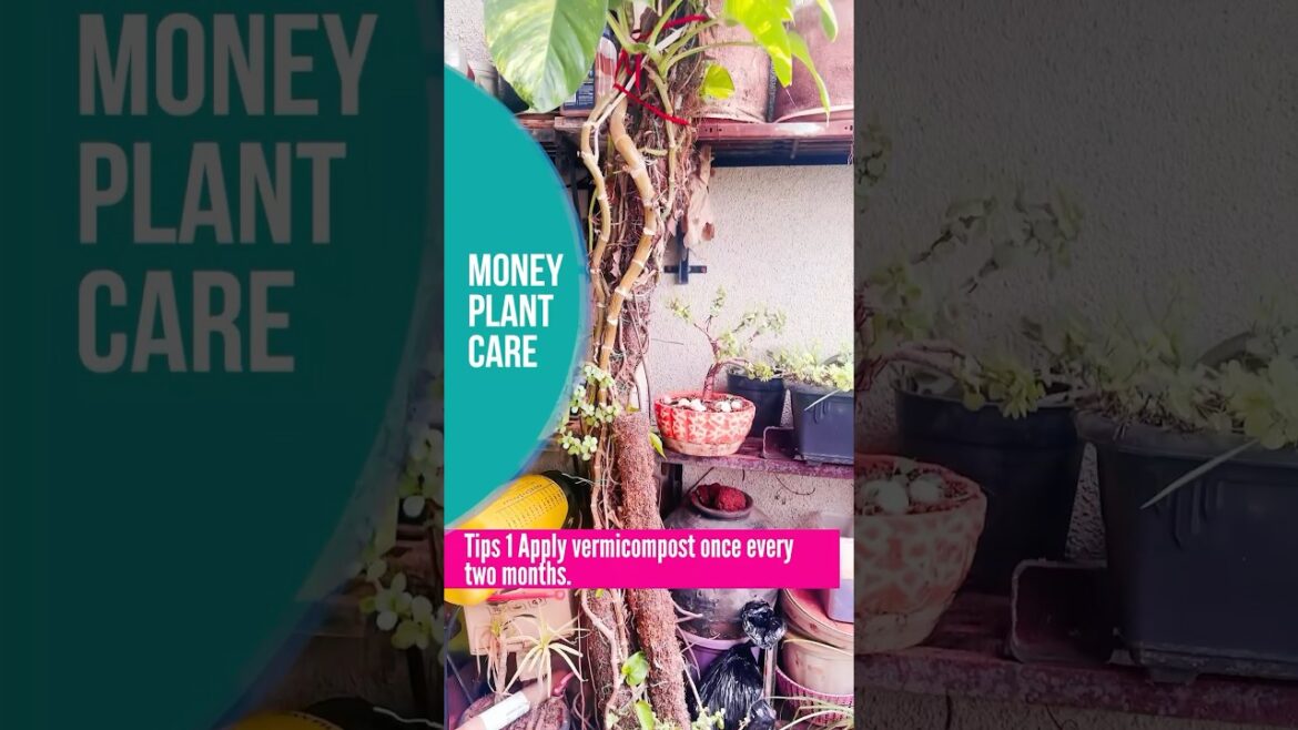 Top Secrets: Money Plant Hacks for Fast Growth!. #moneyplant #balconygarden #gardener #video