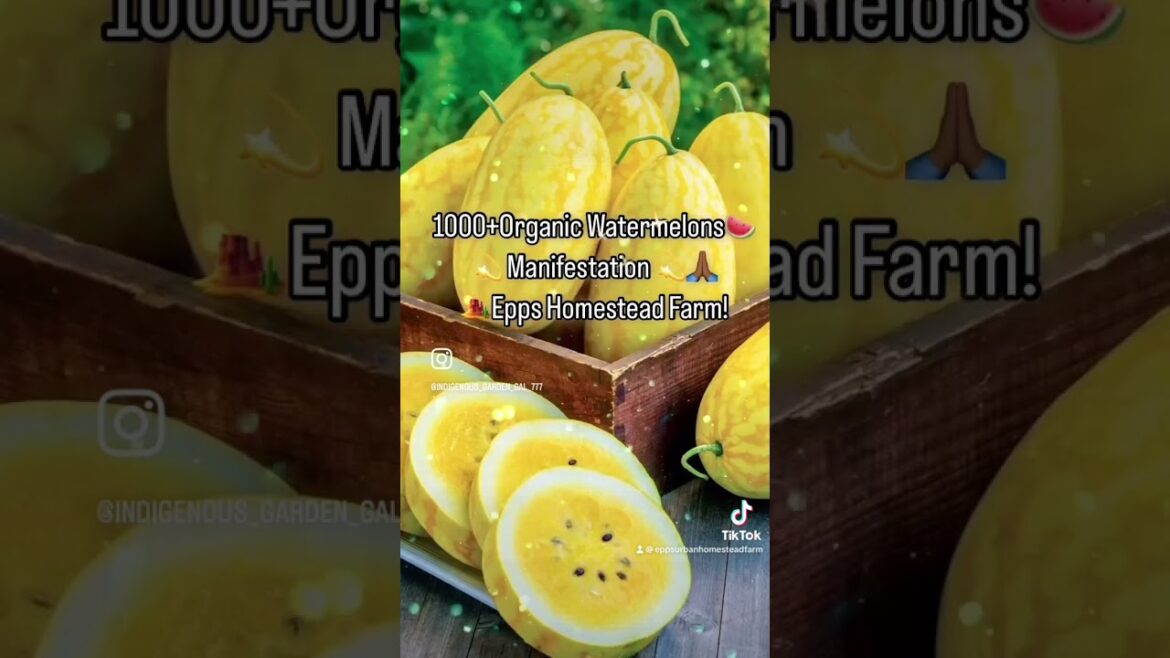 🍉CALIFORNIA WATERMELON FARM * SEEDED ORGANIC WATERMELONS MOJAVE DESERT #watermelonfarm 🍉CALIFORNIA WATERMELON FARM * SEEDED ORGANIC WATERMELONS MOJAVE DESERT #watermelonfarm