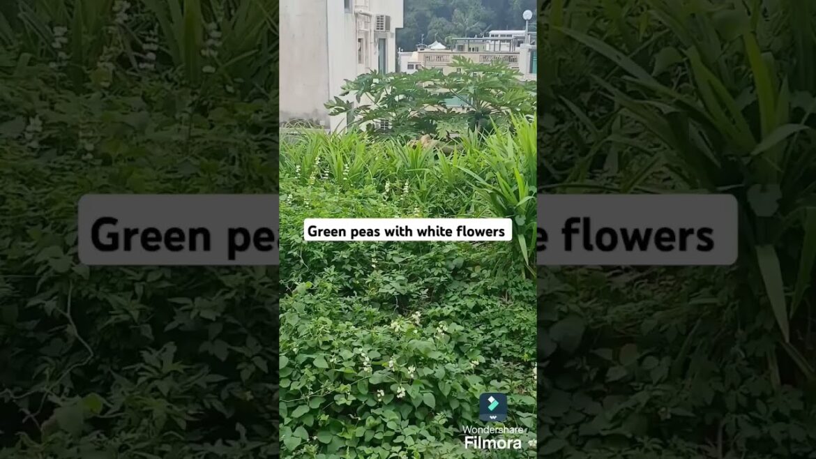 The Unexpected Beauty of a Pea Garden