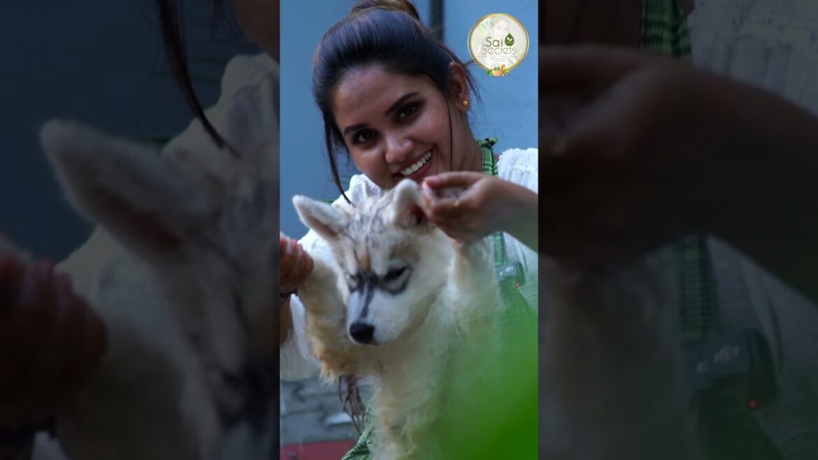 Meet My Son Bairav❤️💯| Pet Care Secrets Revealed #shorts Meet My Son Bairav❤️💯| Pet Care Secrets Revealed #shorts