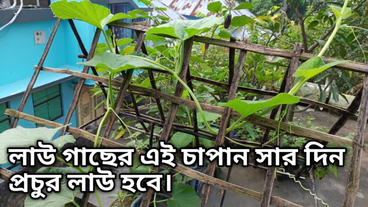 লাউ প্রচুর ফলন পেতে সঠিক সময় চাপান সার।Organic Vegetable Gardening at Home | Gardening Tips | PLANTS