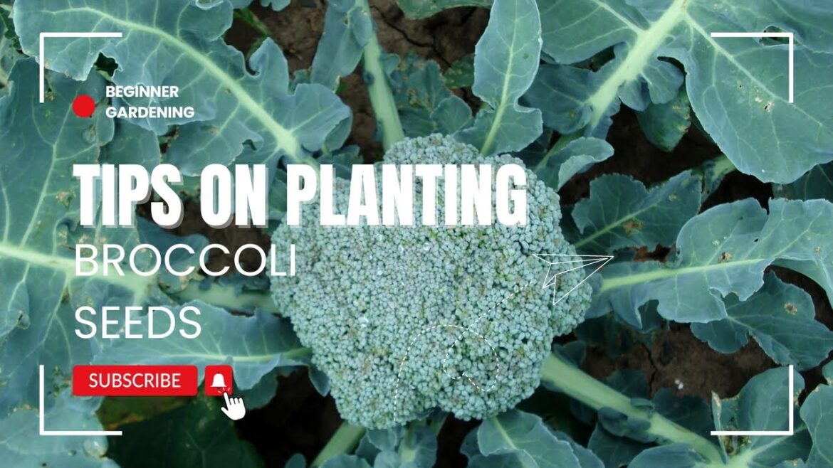 Beginner Gardener’s Guide: Broccoli Seed Planting Tips And More! Beginner Gardener's Guide: Broccoli Seed Planting Tips And More!