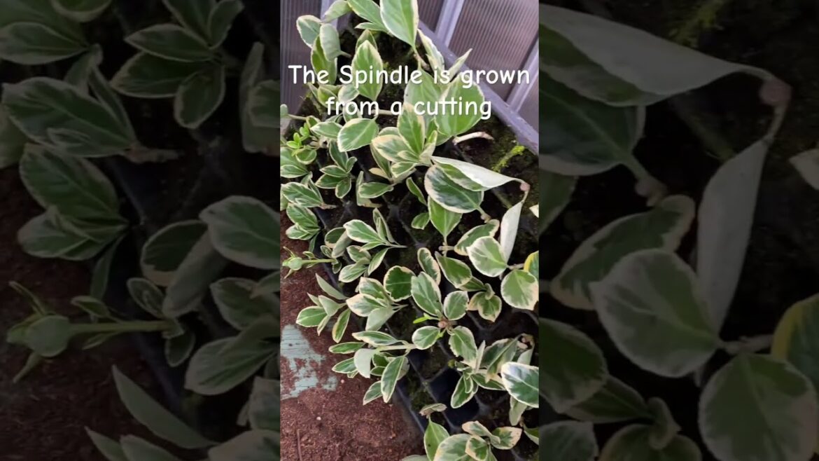 Spindle nursery view #plants #nursery #spindle