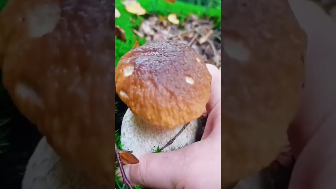 Fast-growing mushroom #shorts #harvesting #harvest #growfood #asmr #countrylife #growplants