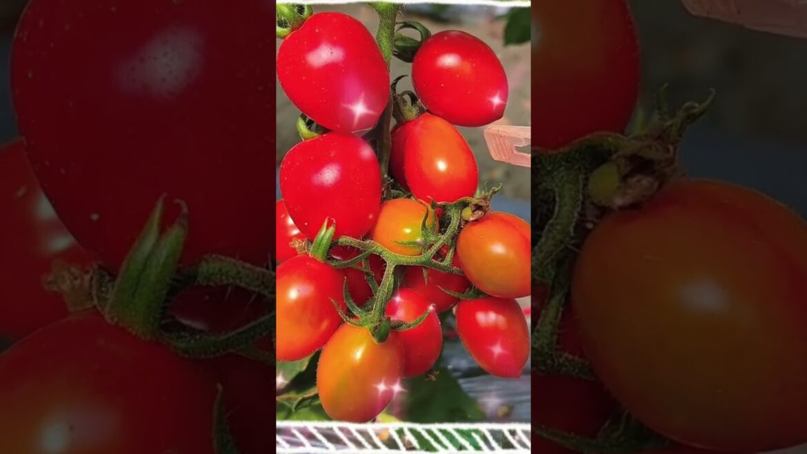 Beautiful Vegetable Video #vegetable #vegetablevideo #vegetabletgarden #shorts #dreamwork #travel Beautiful Vegetable Video #vegetable #vegetablevideo #vegetabletgarden #shorts #dreamwork #travel