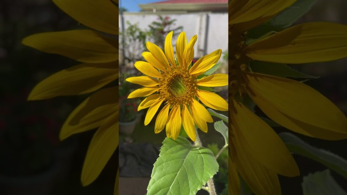 Good morning, sunshine! With dwarf sunflower #sunflowers #gardening #nature #flower #beauty #shorts