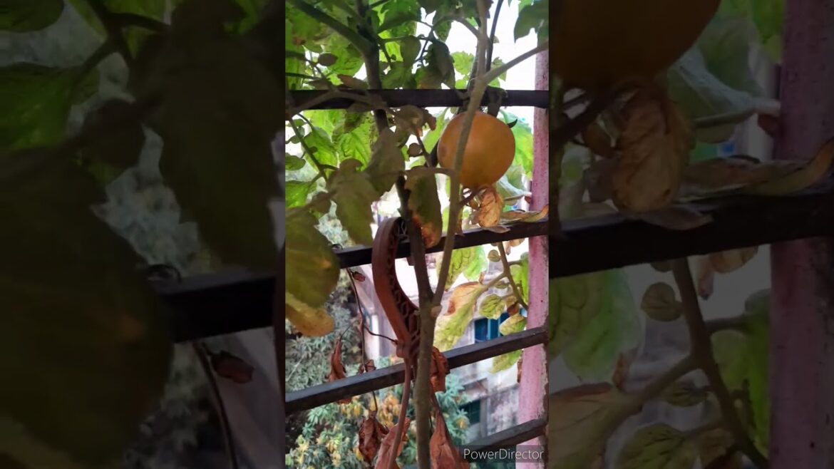 🥰🥰#shorts #shortsvideo #youtubeshorts #priti #trending #funny #vegetable #garden#minivlog 🥰🥰#shorts #shortsvideo #youtubeshorts #priti #trending #funny #vegetable #garden#minivlog