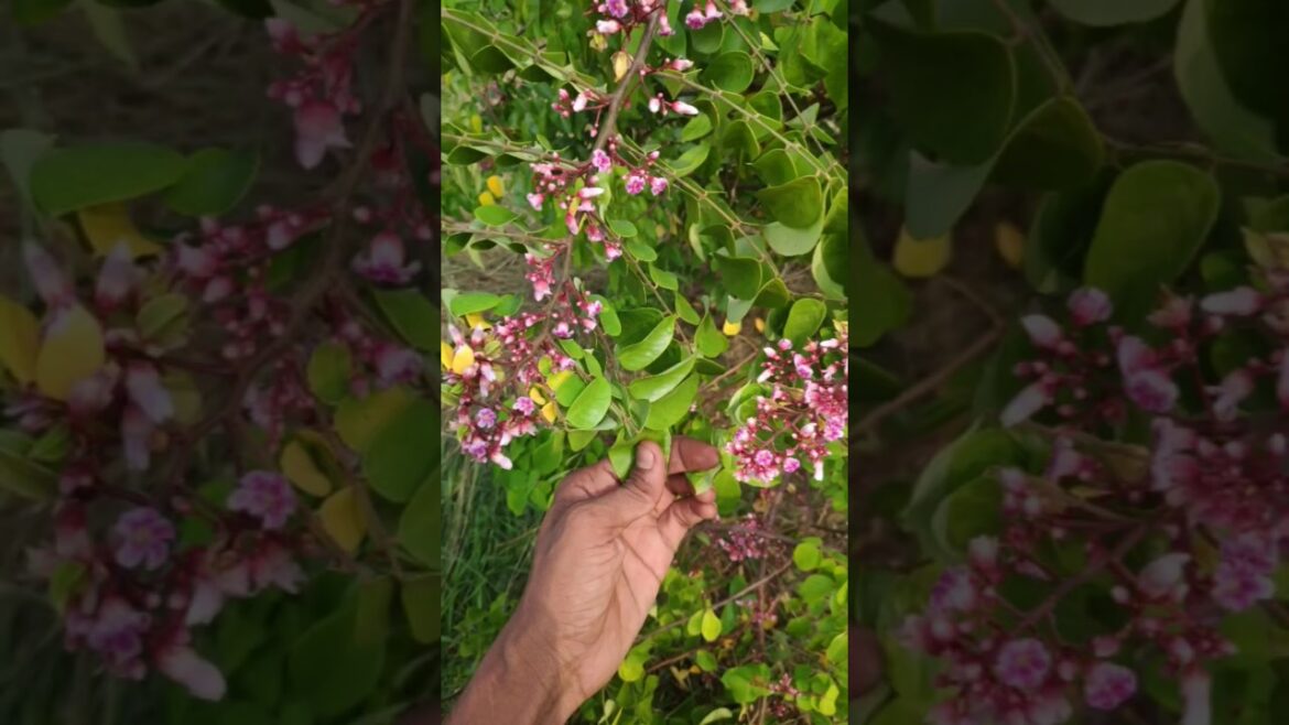 The Secret Beauty of Star Fruit Flowers You’ve Never Seen | @Agrogreenfield