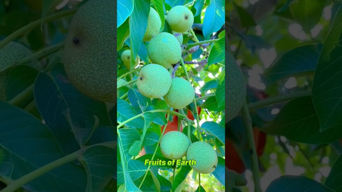 Farm Fresh Ninja Fruit Cutting | #517 Oddly Satisfying Fruit Ninja #shorts #shortsfeed #fruit π₯πππππ Farm Fresh Ninja Fruit Cutting | #517 Oddly Satisfying Fruit Ninja #shorts #shortsfeed #fruit π₯πππππ
