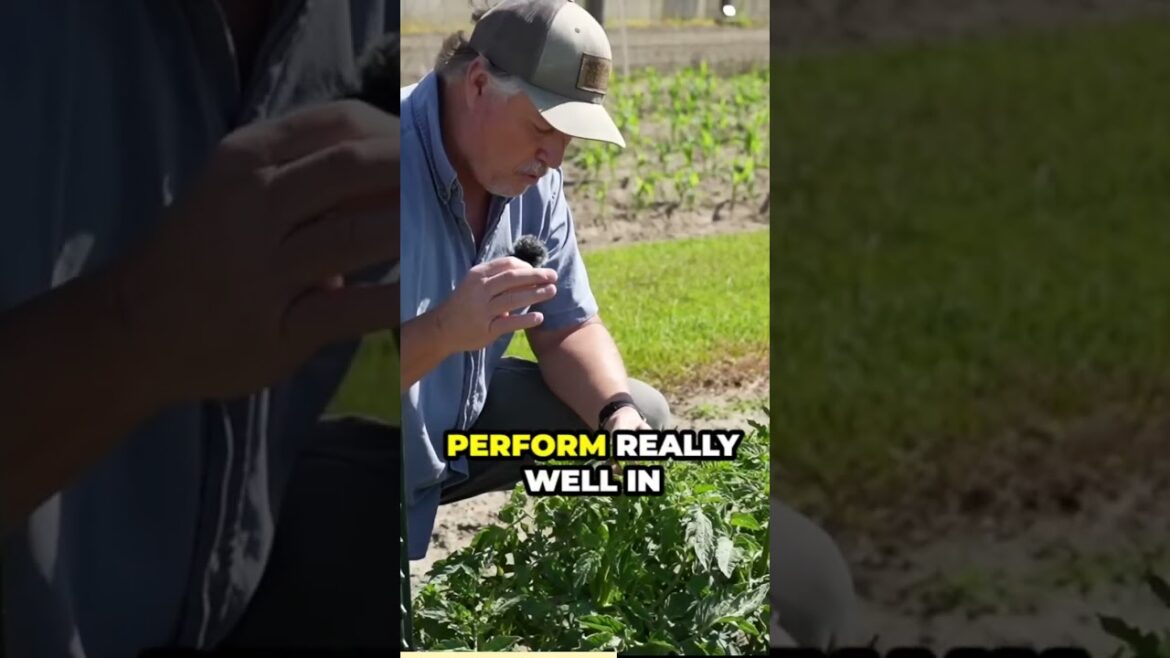 The Secrets of Determinate Tomatoes! #growhoss #gardeningtips