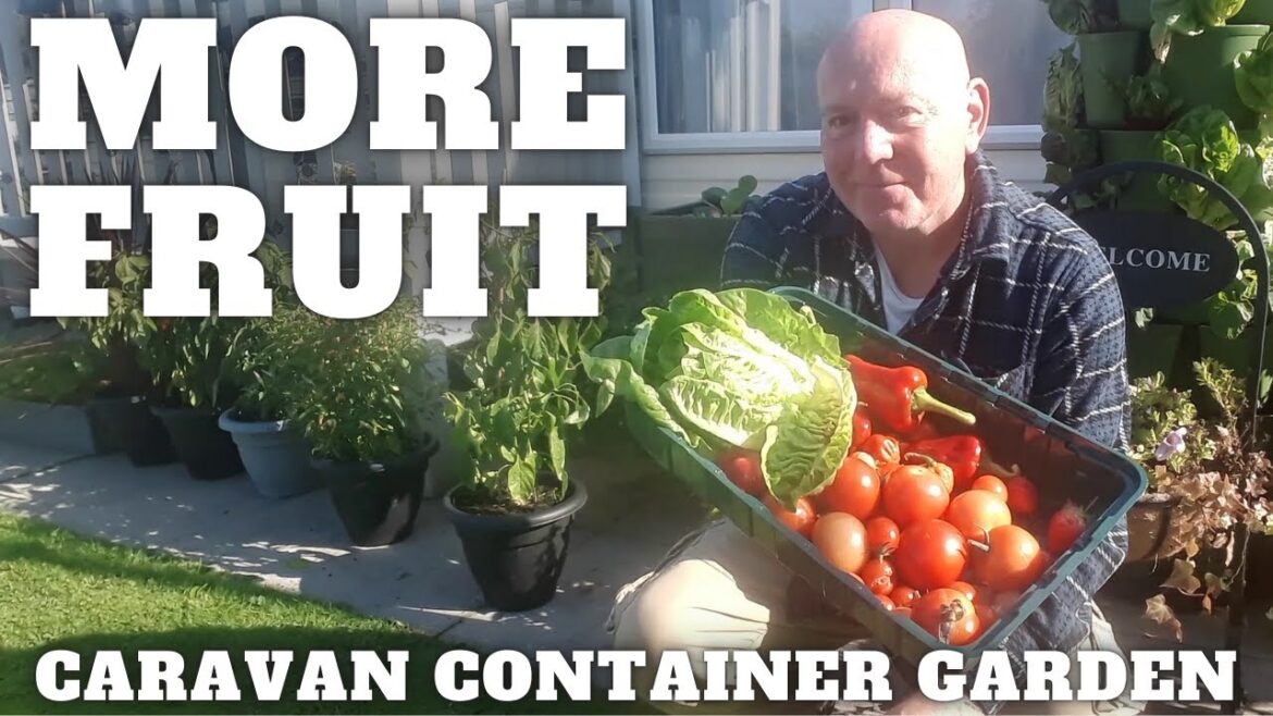 Still Getting Fruit [Caravan Container Gardening ]