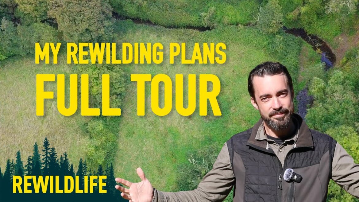 My plans to Rewild an old Irish farm | FULL TOUR