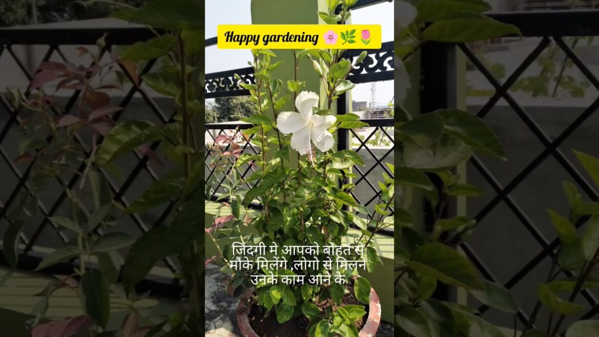 Happy Gardening ๐ฟ๐๐น๐ผ#shorts๐ #my cute gardener ๐ค#plants care#nature lover#plants #flower vine #tips Happy Gardening ๐ฟ๐๐น๐ผ#shorts๐ #my cute gardener ๐ค#plants care#nature lover#plants #flower vine #tips