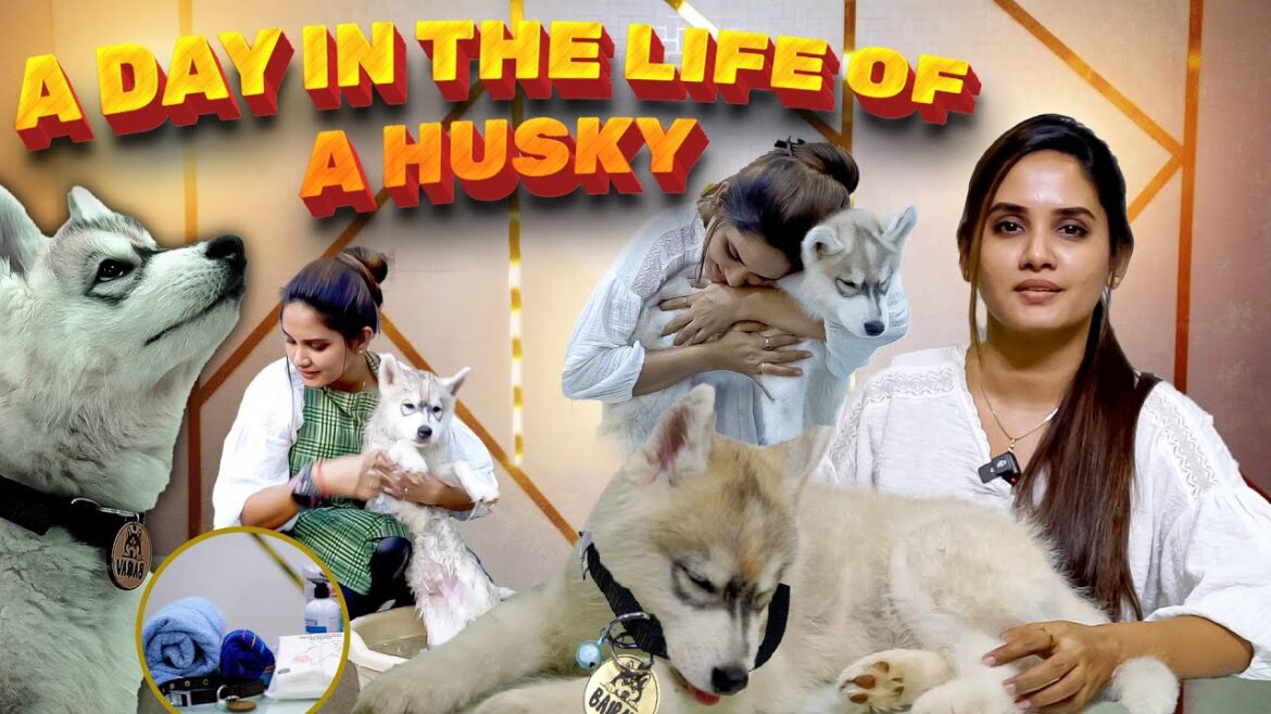 இவன் ரொம்ப வாலு ❤️ Husky Pet Care Secrets Revealed😍🐶| #saisecrets இவன் ரொம்ப வாலு ❤️ Husky Pet Care Secrets Revealed😍🐶| #saisecrets