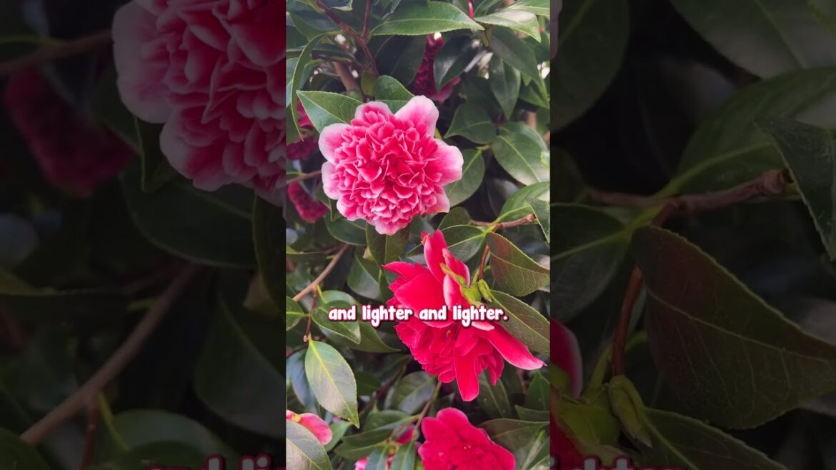 The Volunteer Camellia is truly a showstopper! 🌺 The Volunteer Camellia is truly a showstopper! 🌺