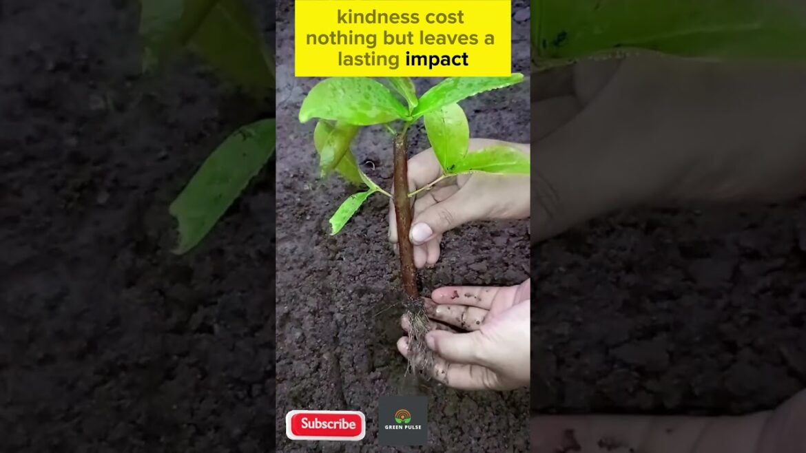 3 Gardening Hacks to Grow Water Apple Trees in Half the Time! 3 Gardening Hacks to Grow Water Apple Trees in Half the Time!