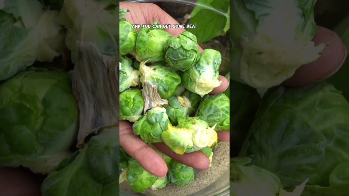How to Grow Brussels Sprouts in Your Fall Garden | Quick Tips