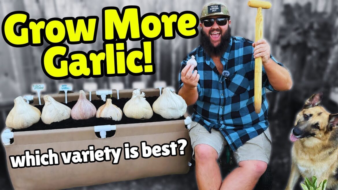 GARLIC GARDEN GOALS: Finding the PERFECT Variety for My Backyard Garden!