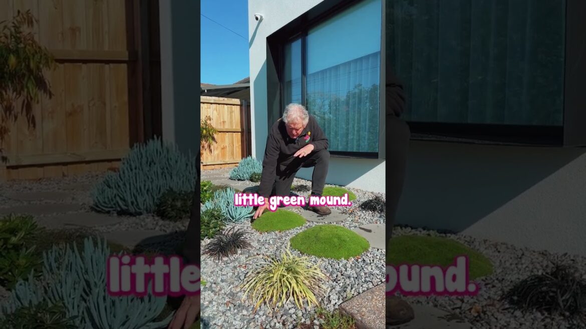 Plant Lime Lava For a Striking Front Garden.