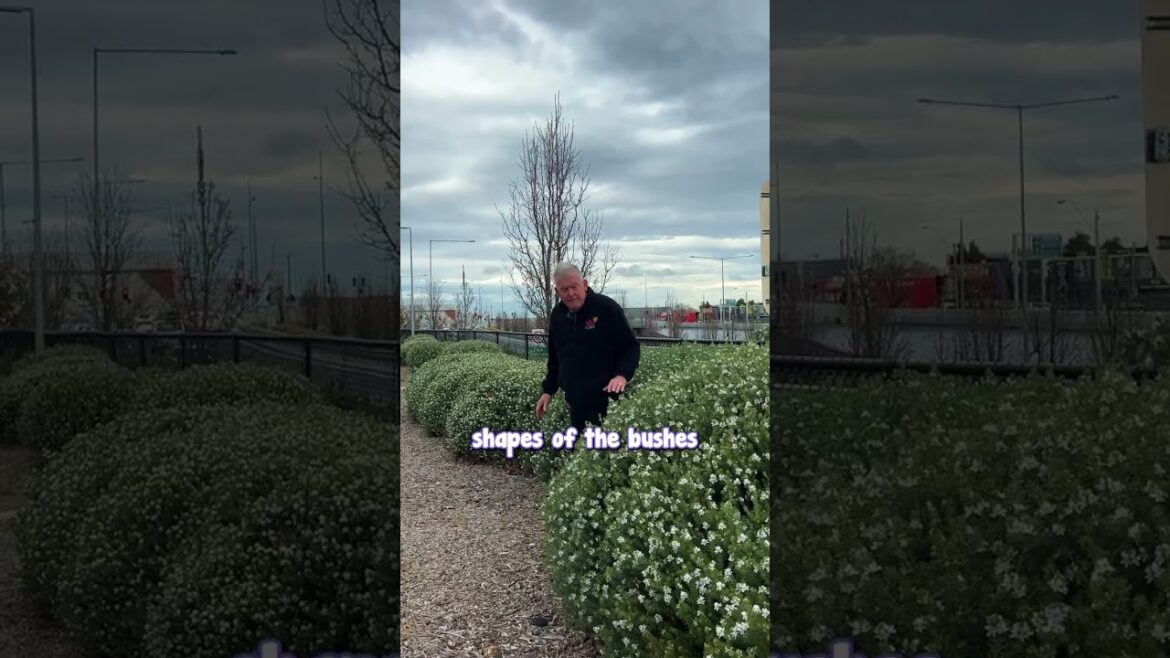 Coastal Rosemary - Perfect for a Natural, Untrimmed Garden Borders!