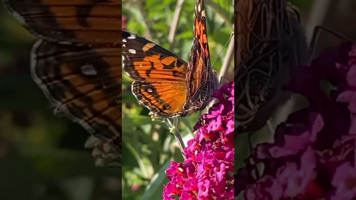 Maine Pollinators at Frost Farms Garden Center on Mount Desert Island #garden #pollinatorfriendly