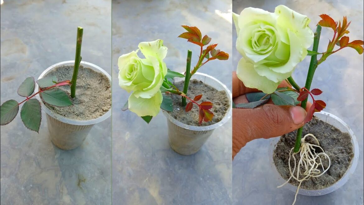 How to grow white rose from cutting #viralvideo ✅