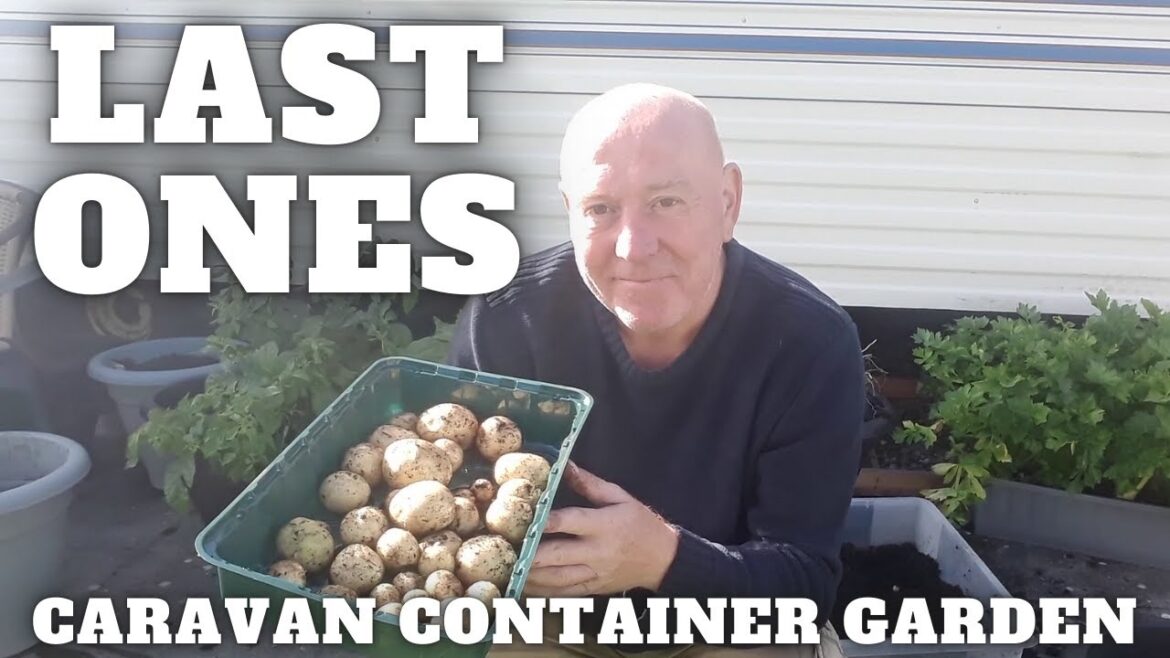 Final Potato Reveal [Container Gardening ]
