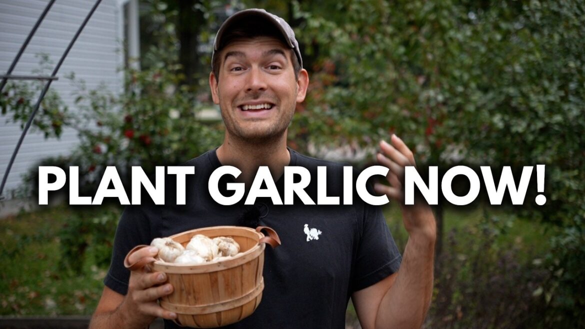 Everything I Wish I Knew About Planting Garlic As a Beginner