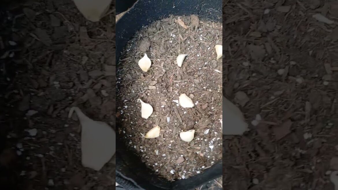 Planting Garlic 🧄 | Fall Garden | Container Gardening