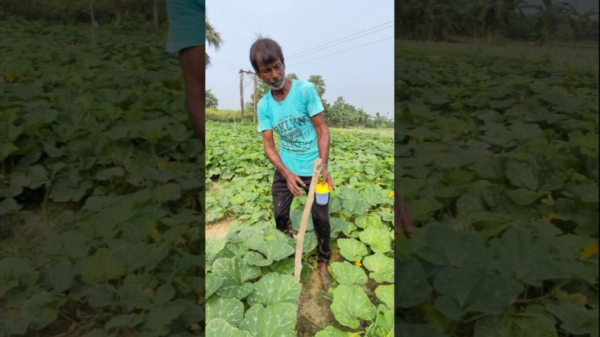 Pheromone Traps: Protecting Pumpkins the Organic Way! 🎃#shorts