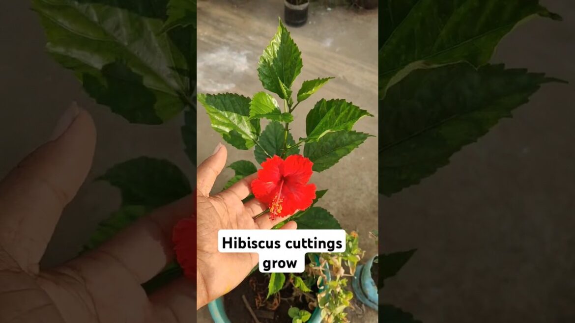 hibiscus cuttings grow | mandara fula | garden tips | gardening #shorts