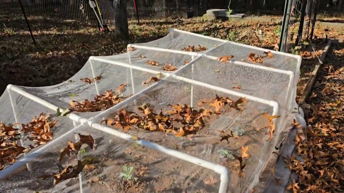 A SHORT GARDEN UPDATE ABOUT MY PLANS AFTER THE RECYCLING FIRE