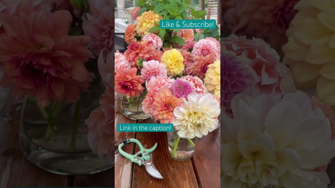 Growing Dahlias for Bouquets #garden #gardeningtips #gardening #dahlia #flowergarden #bouquet