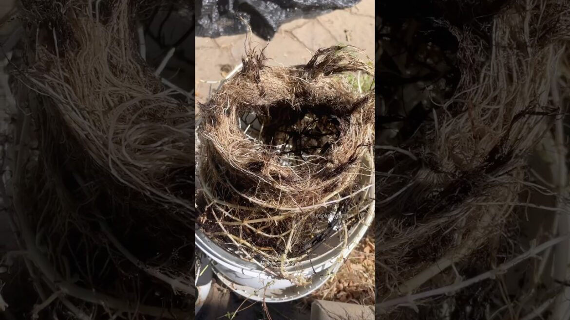 Why you should grow mint in containers!