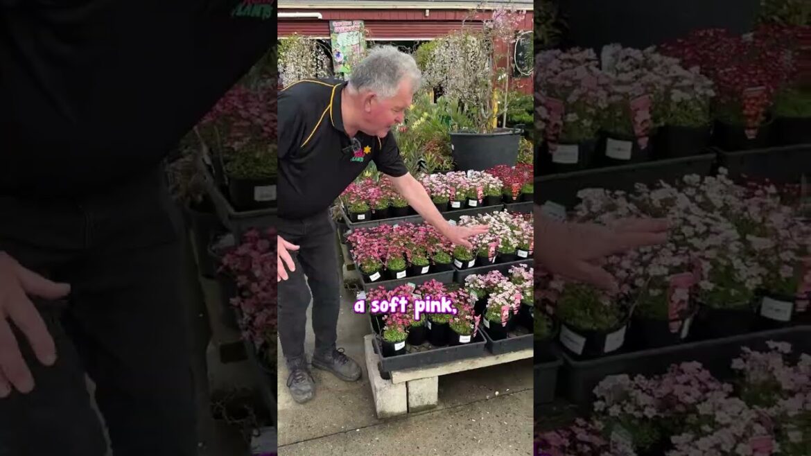 Saxifragas are One of the Cutest Spring Flowers.