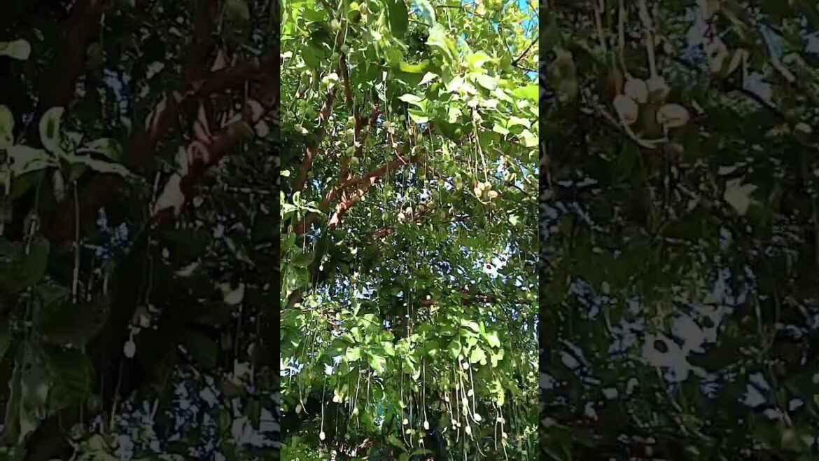 DISCOVER the Sweetest Forest Fruits!