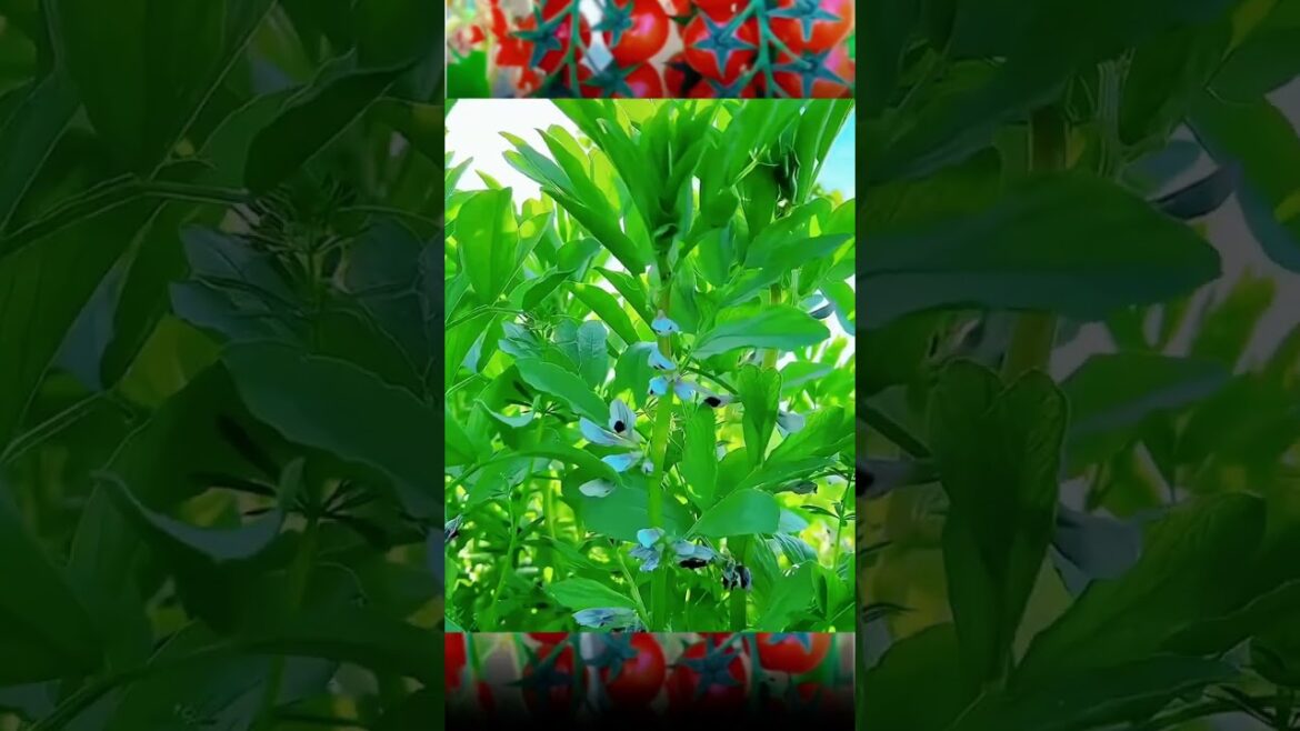 Good green vegetable garden #fruit #fruitsfarm #farming