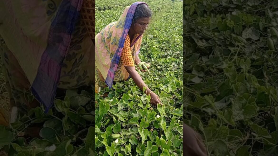 Beautiful Sunrise Harvest: Woman Gathers Pointed Gourd 🌱☀️#shorts