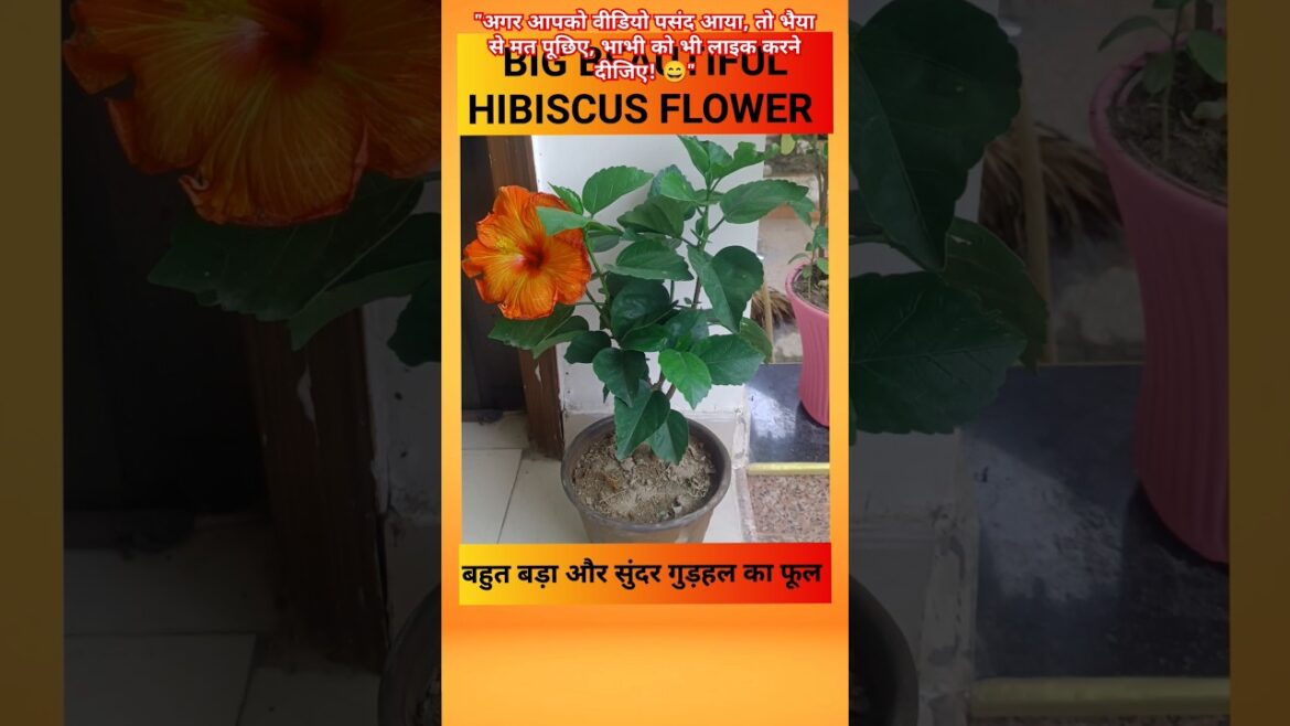 BIG & BEAUTIFUL HIBISCUS FLOWER #shorts #garden #flowerplants  backyardgarden | सुंदर गुड़हल का फूल